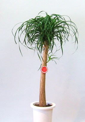 kusabananote
