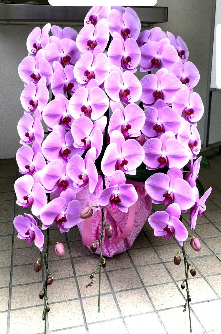 ￥38,500(税込)胡蝶蘭